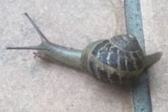Snail and Tortoise