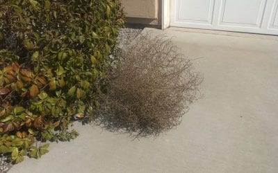 Tumbling Tumbleweed looking for home