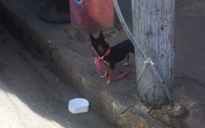 Dogs, Cats, Pigeons Central Square, Zona Colonia