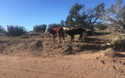 Arizona Cows On a dirt road to nowhere