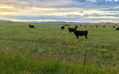 Cow Talk Sundown