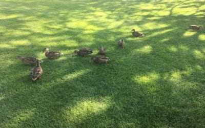 Golf Course ducks UNM South golf course water hole