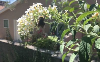 Bumblebee Lunchtime Backyard dining