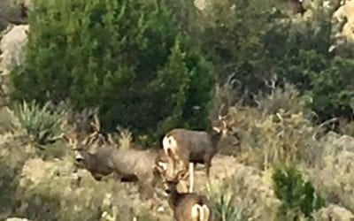 Deer in Embudo Canyon Albuquerque Foothills