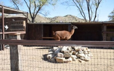 Camel Time Cerrillos, New Mexico