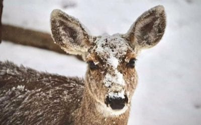 Pat’s Deer April Snow, Colorado Springs, Colorado