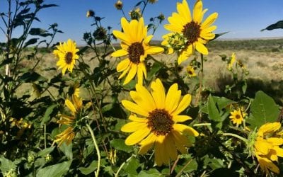 Sunflowers Requiem for Winston