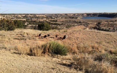 Texas Turkey’s Lunch in Palo Duro Canyon