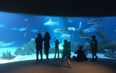 Albuquerque Biopark Frolicking with the fish