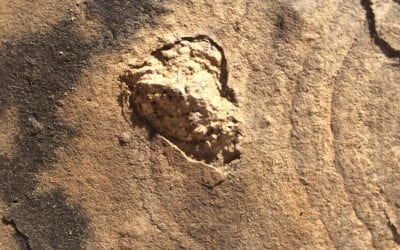 Fossil Hunt NM - South 14