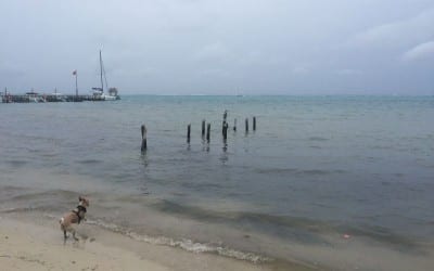 Dogs and Birds-Belize Morning walk