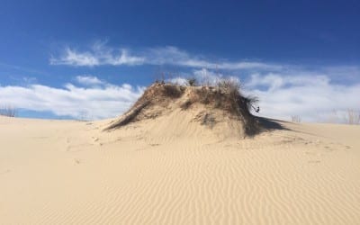 Monahan’s Sandhills Where are the camels?