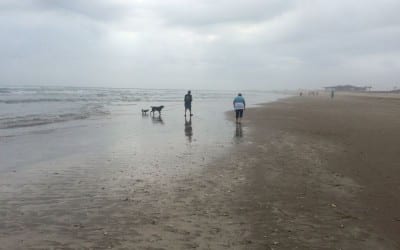 Going to the Dogs South Padre Island  beach