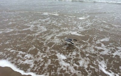 Seagull Charley Morning on South Padre Island Beach