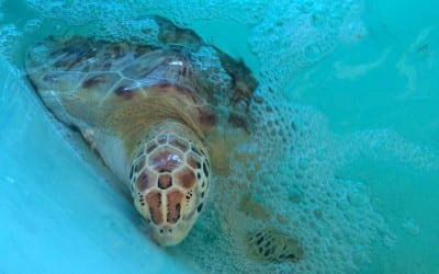 Sea Turtle Rescue Center South Padre Island Drive