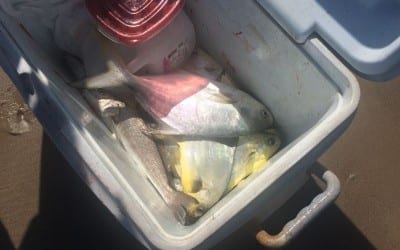 Pompano’s and Whitey’s surf fishing on South Padre