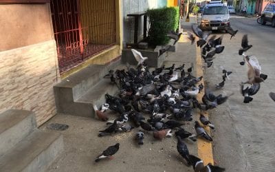 Pigeon Party Early morning SJDS