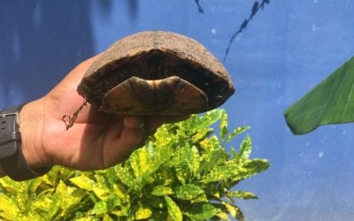 Tortuga Alert by the pool for Joan