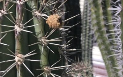 Cactus Saguaro paradise