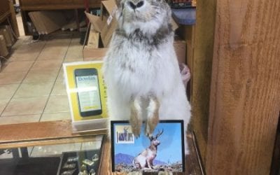 jackalope Picacho Peak Plaza