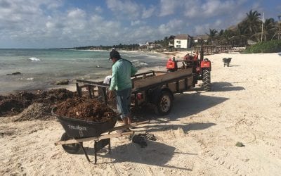 Hauling Seaweed Even on the best beaches