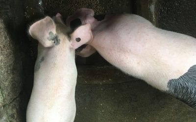 Feeding Pigs Noisy Eaters