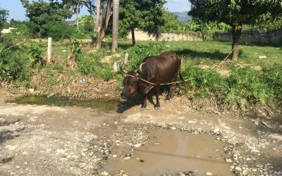 Tied up in Haiti in the country