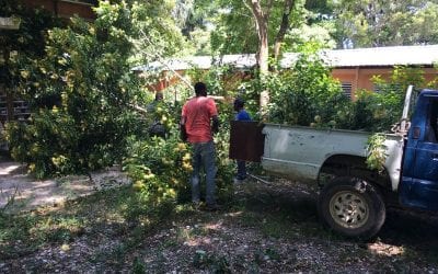 Trimming Trees machete work