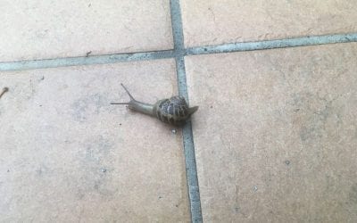 Snail and Tortoise sticking your head out