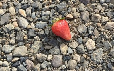 Strawberry Patch In Los Angeles City Limits