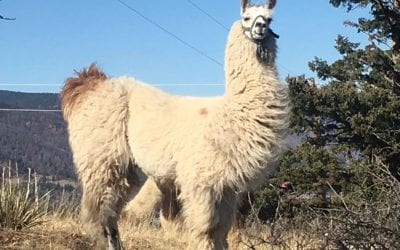 Llamas Larkspur, Colorado