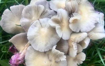 Backyard Mushrooms After a Rain